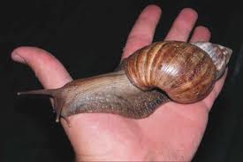 Giant snail