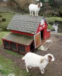 Goats in backyard