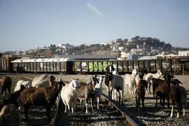 Goats at SFO.660