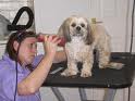 Dog Being Groomed