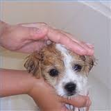 Puppy being bathed