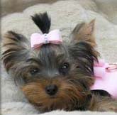 Yorkie with a bow in her hair.644