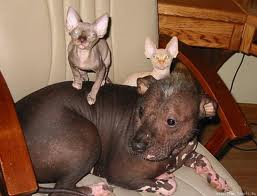Hairless dog and cats