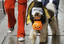 Dog dressed for Halloween