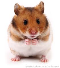 Hamster.635