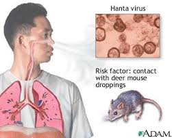 Hantavirus and Rats Cycle