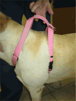 Improper fitting harness