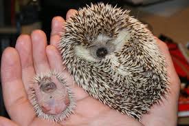 Hedgehogs