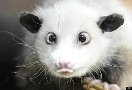 Heidi the cross-eyed opossum