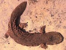 Hellbender Salamander