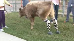 Hero the Calf