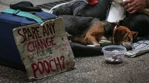 Homeless Dog