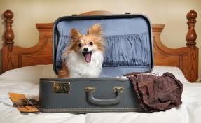 Dog in suitcase