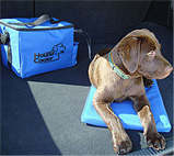 Dog on Hound Cooler