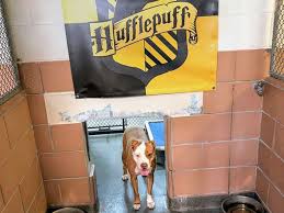 Hufflepuff Dog