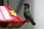 Hummingbird at feeder