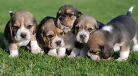 IVF Puppies