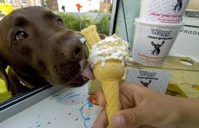 Dog eating ice cream