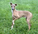 Italian Greyhound at park