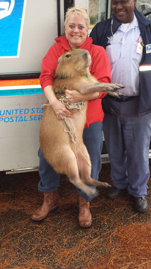 Jackie Coleman Wren and Chico her Capybara are on Animal Radio