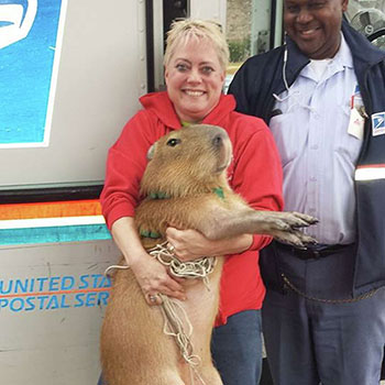 Jackie Coleman Wren and Chico her Capybara are on Animal Radio