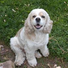 Cocker Spaniel