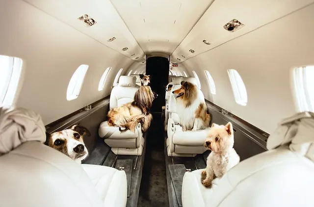 Jet Set Pets