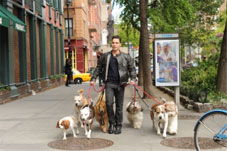 Justin Silver walking pack of dogs in New York City.653