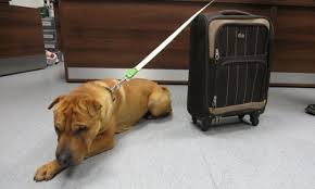 Kai with suitcase