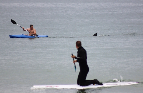 Kayakers and Shark