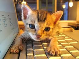 Kitten on keyboard