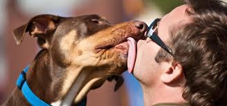 Dog Kissing Man