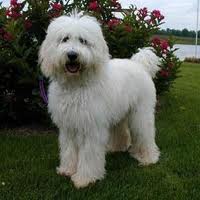 Labradoodle