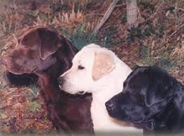 Labrador Retrievers