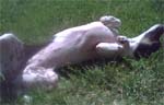 Stunt Dog Ladybug rolling in grass