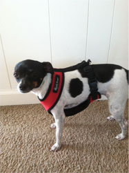 Ladybug wearing Kumfy Tailz harness.655
