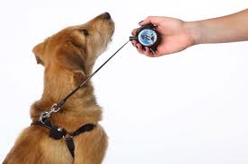 Leash Locket on dog.668