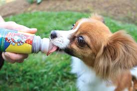 Dog licking a Lickety Stik