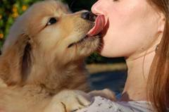 Puppy licking girl