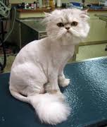 Cat with lion cut