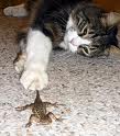 Cat playing with lizard