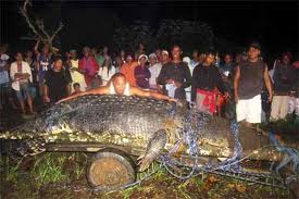 Lolong the world's largest crocodile in captivity.659