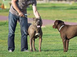 Loose Dog Approaching Leashed Dog 