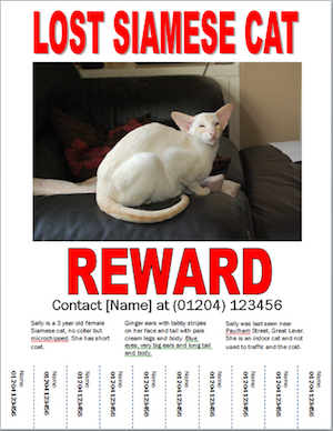 Lost Cat Poster
