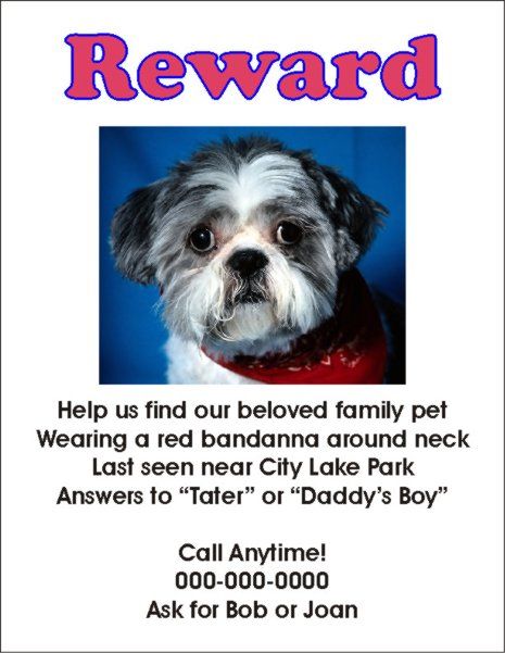 Lost Dog Poster