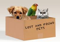 Lost and Found Pets In Box