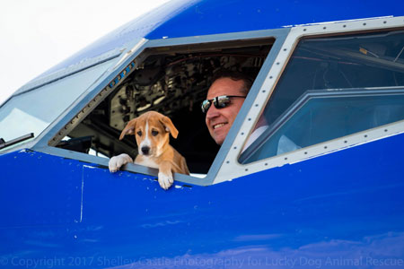 southwest airlines pet weight