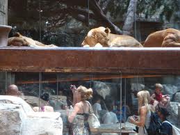 MGM Lion Exhibit