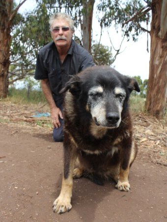 Worlds Oldest Dog