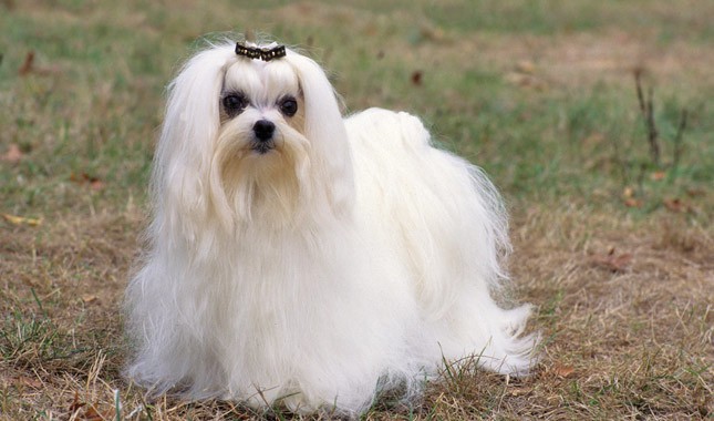 Maltese